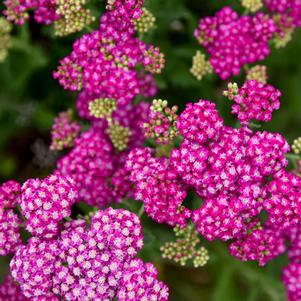Achillea 'Sassy Summer Taffy'