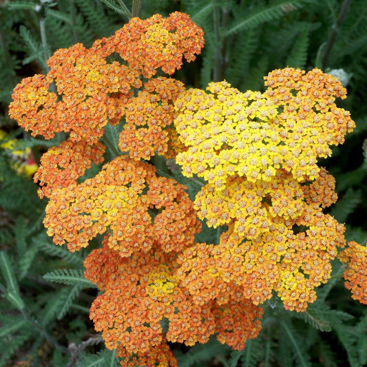 Achillea millefolium 'Terracotta'