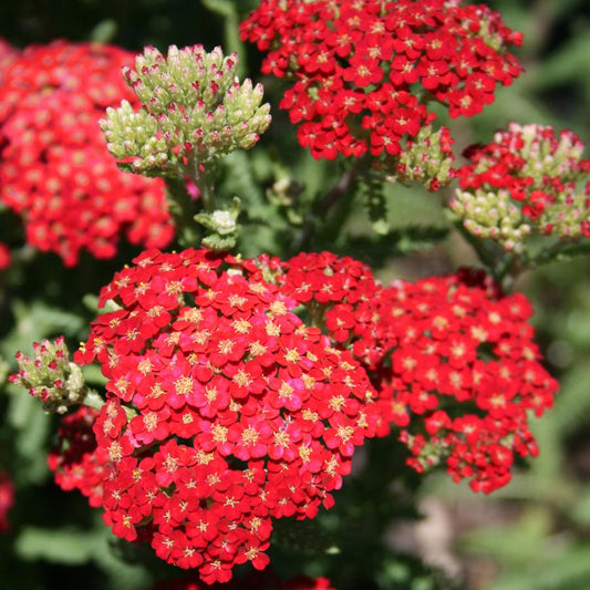 Achillea millefolium 'Paprika'