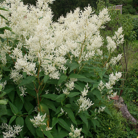 Persicaria polymorpha (Polygonum polymorphum)