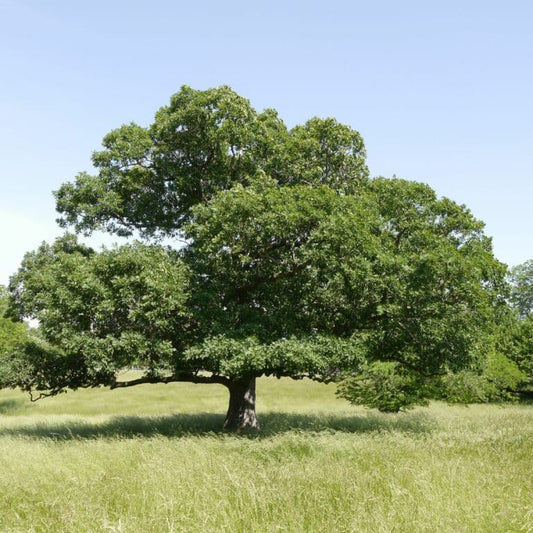 Quercus macrocarpa