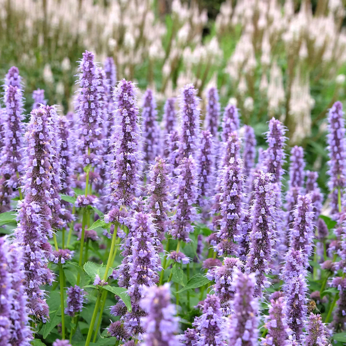 Agastache foeniculum