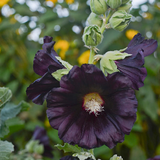 Alcea rosea 'Blacknight' (Spotlight)