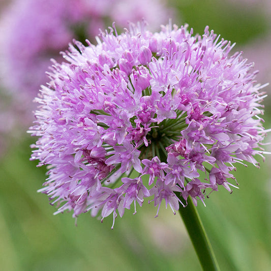 Allium 'Pink Planet'
