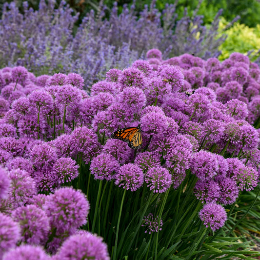 Allium 'Millenium'