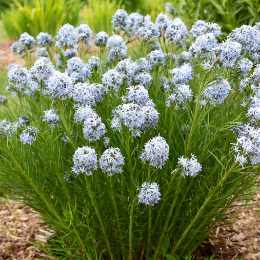 Amsonia 'Starstruck'