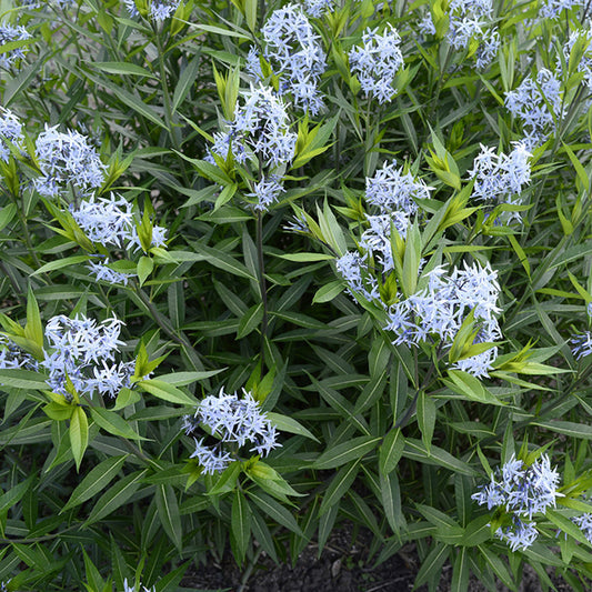 Amsonia hubrichtii