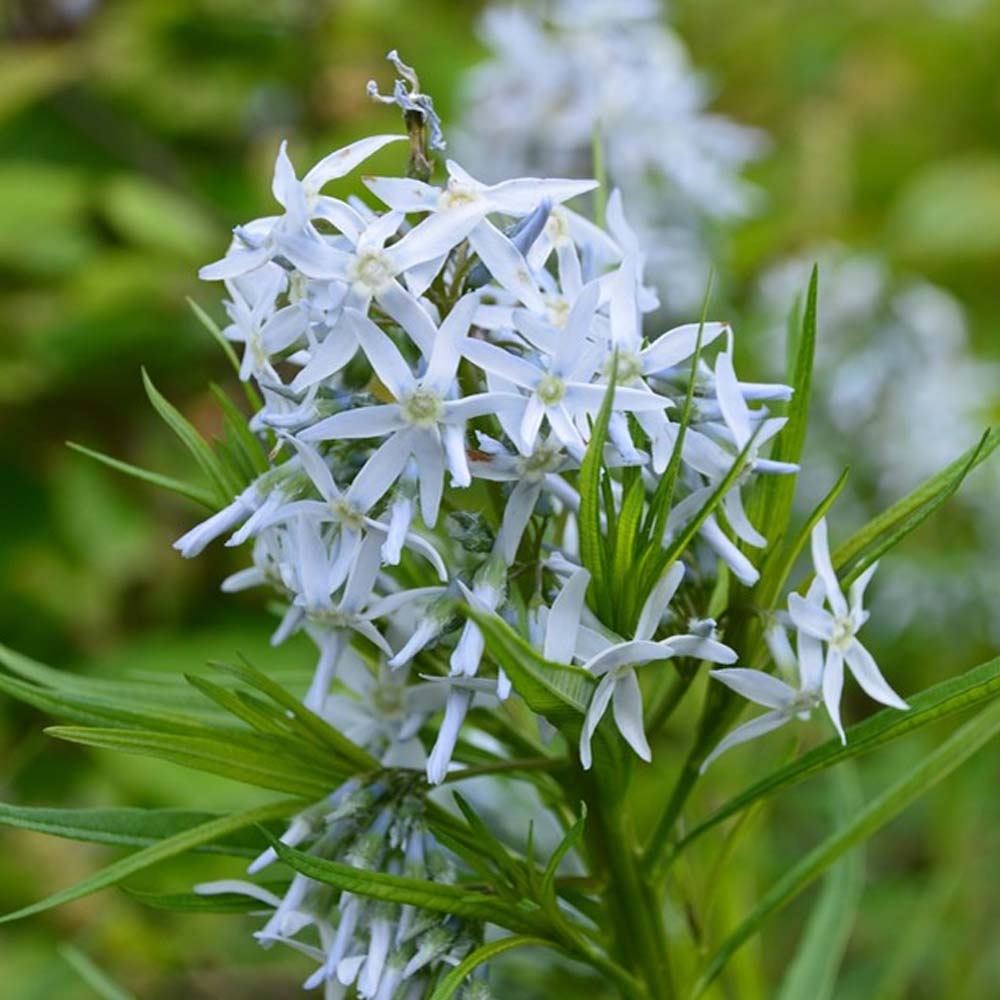 Amsonia hubrichtii