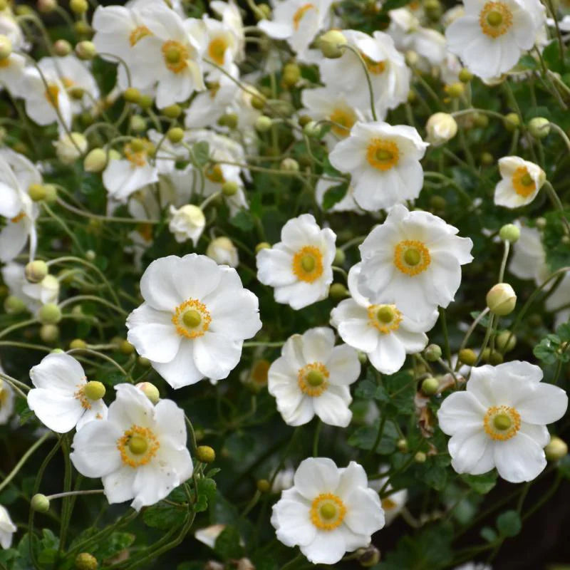 Anemone 'Honorine Jobert'