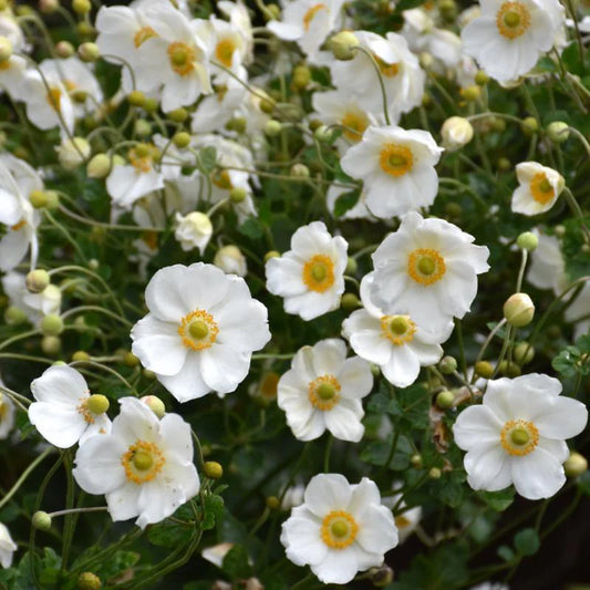 Anemone 'Honorine Jobert'