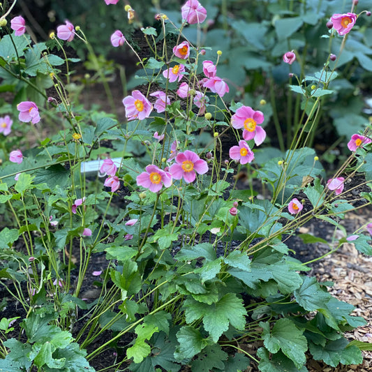 Anemone hybrida 'September Charm'