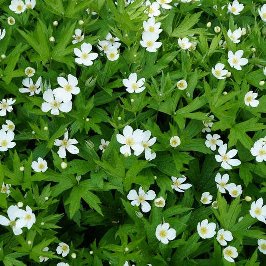 Anemone canadensis