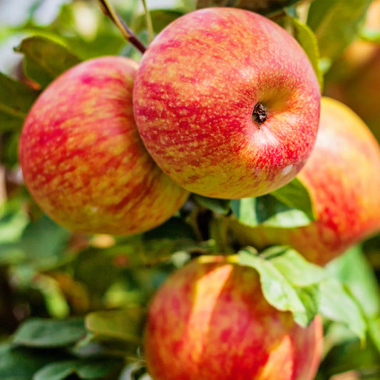 Malus 'Honeycrisp'