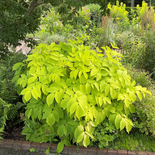 Aralia 'Sunking'