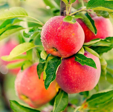 Malus 4 en 1 (Pomme / Apple)