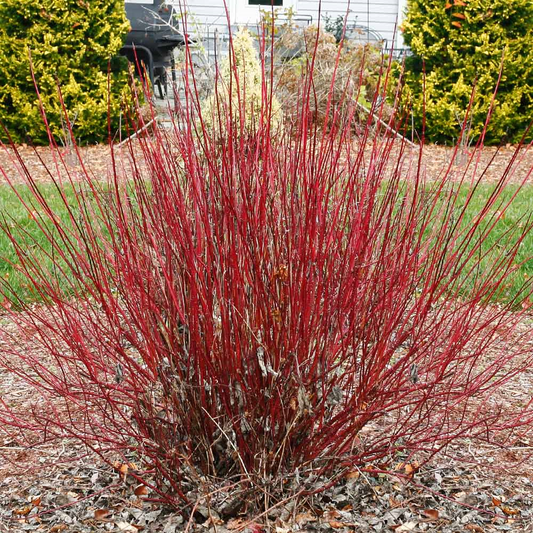 Cornus stolonifera 'Artic Fire Red'