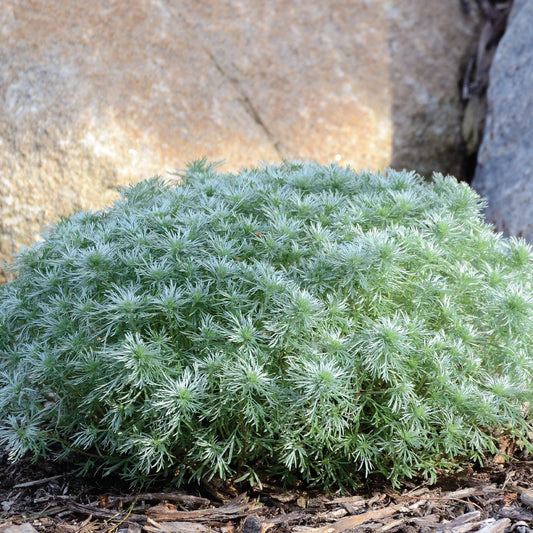 Artemisia schmidtiana 'Silver Mound'