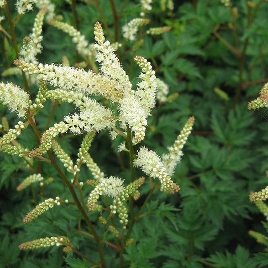 Aruncus aethusifolius