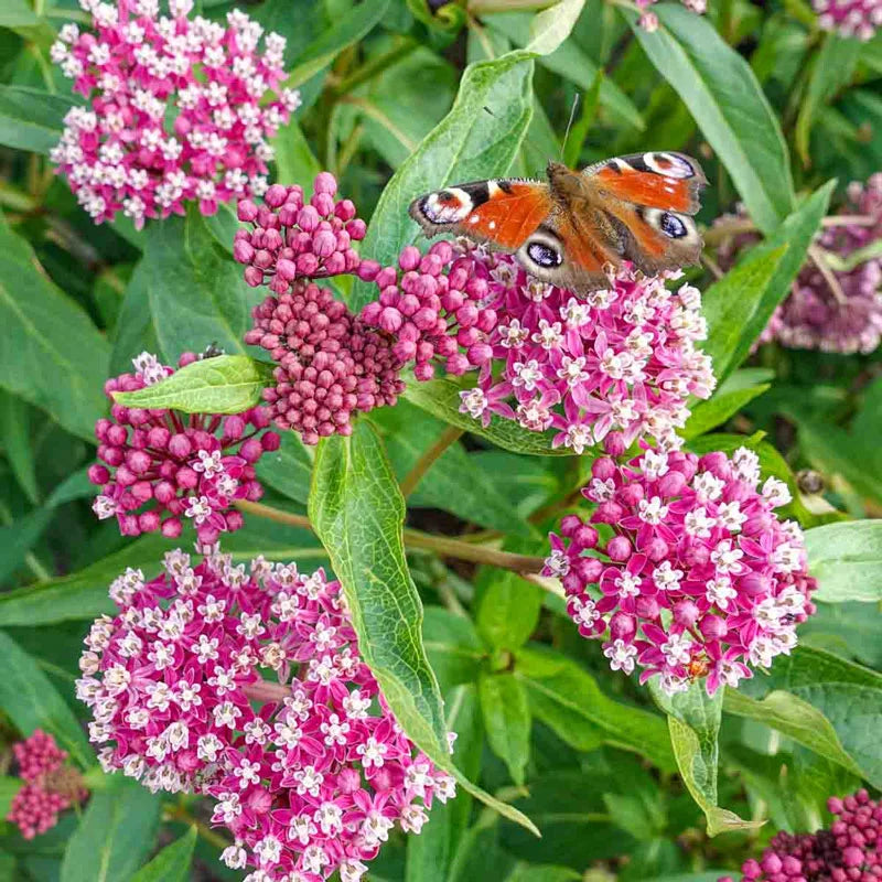 Asclepias incarnata 'SoulMate'