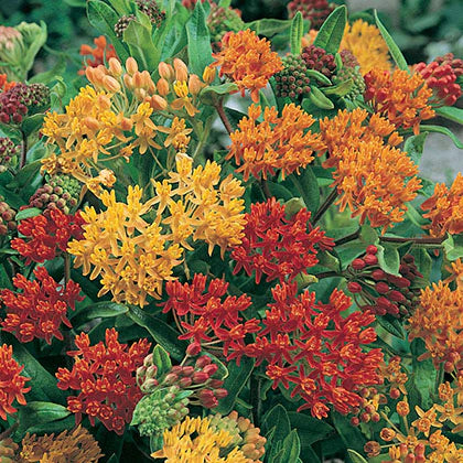 Asclepias tuberosa 'Gay Butterflies'