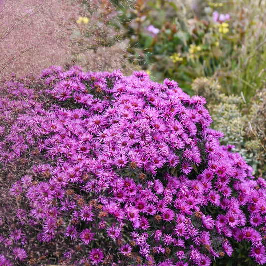 Aster 'Pink Crush'