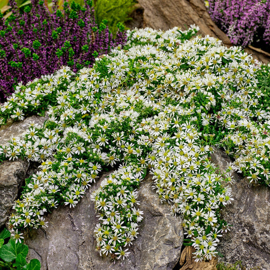 Aster 'Snow Flurry'