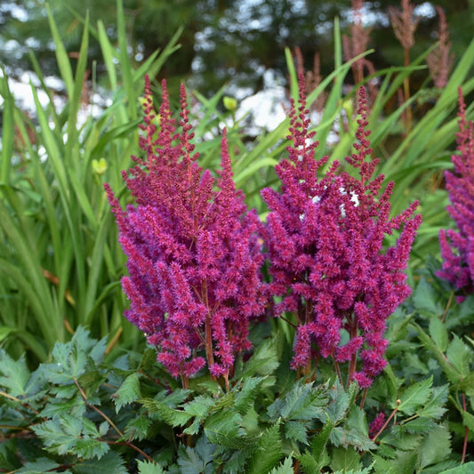 Astilbe chinensis 'Vision In Red'
