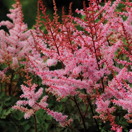 Astilbe 'Delft Lace'