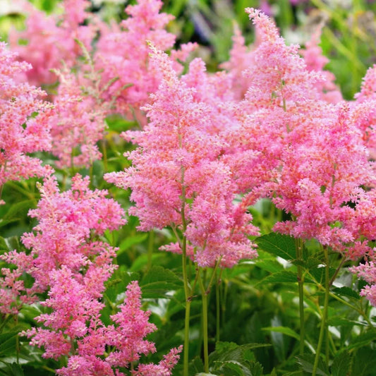 Astilbe 'Power Pop'