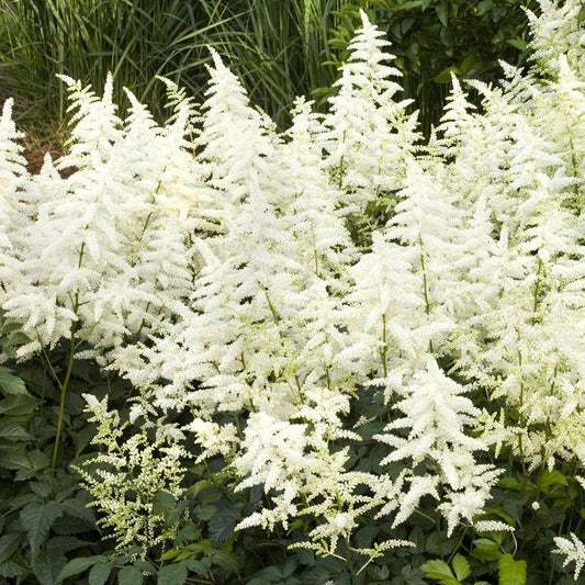 Astilbe arendsii 'Diamant'