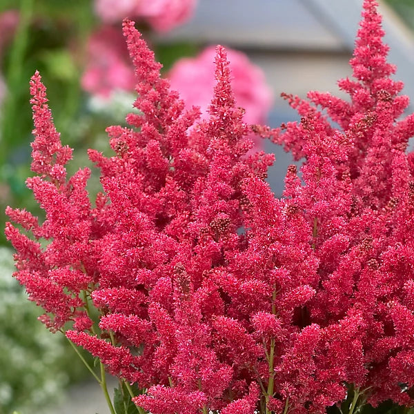 Astilbe Short 'n' Sweet 'Fireberry'