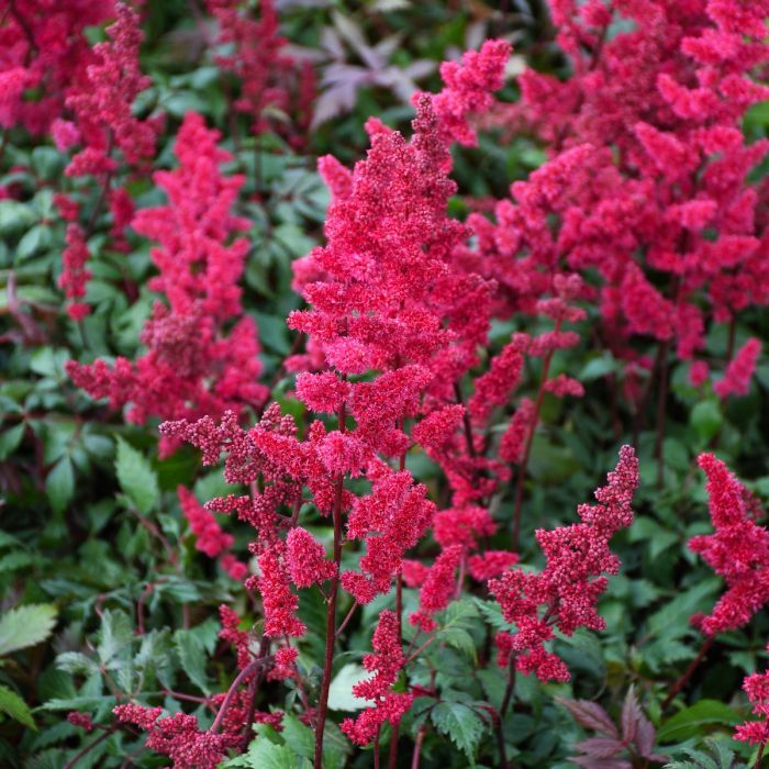 Astilbe 'Burgundy Red'