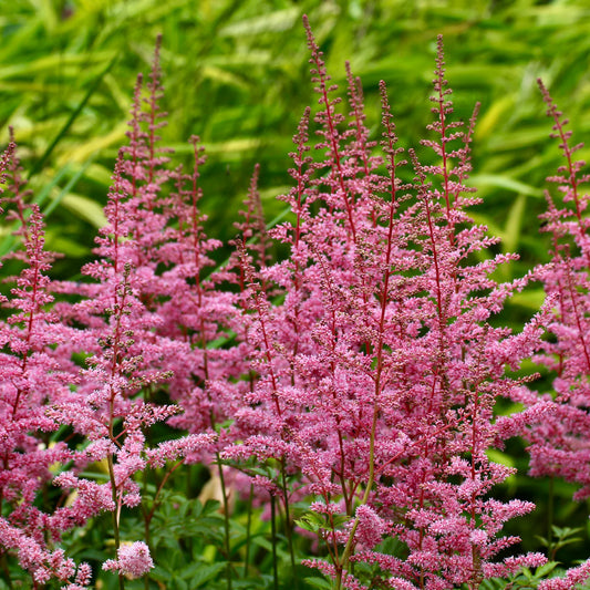 Astilbe 'Cattleya'