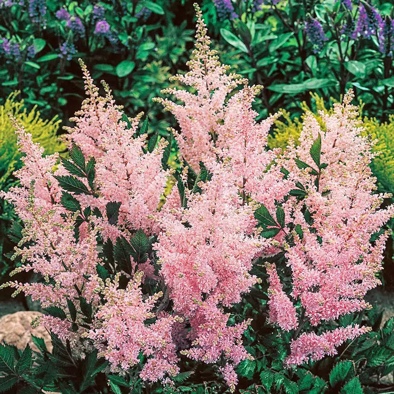 Astilbe 'Peach Blossom'