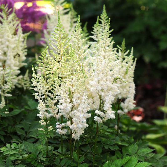 Astilbe chinensis 'Diamonds and Pearls'