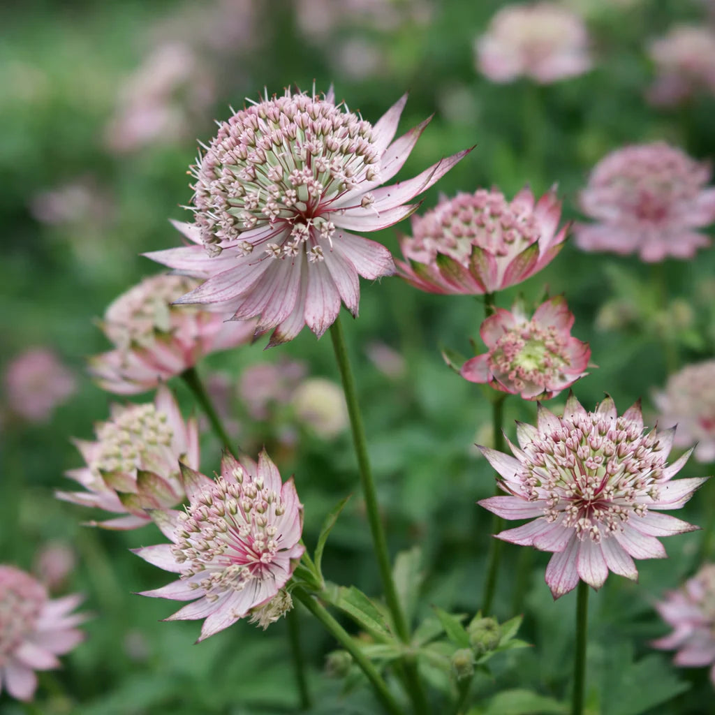 Astrantia 'Masterpiece'