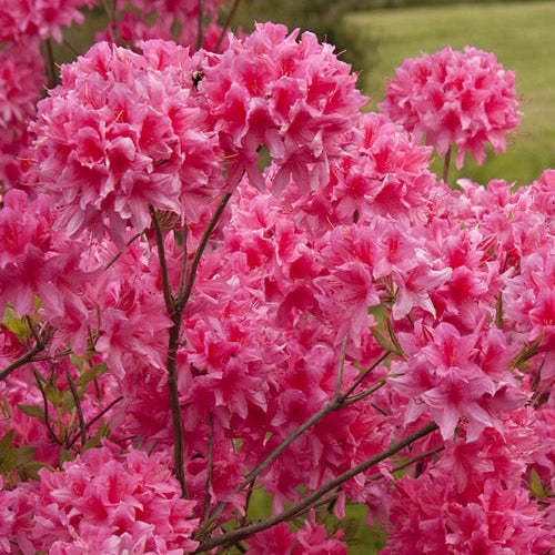 Azalea 'Rosy Lights'