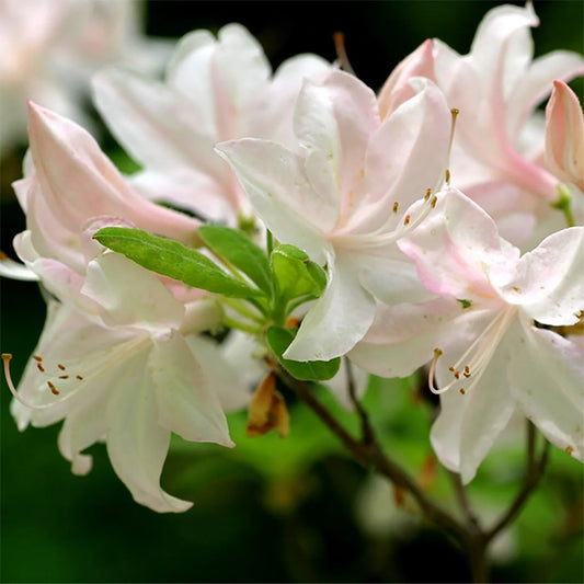 Azalea 'White Lights'