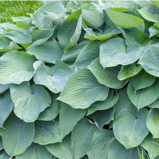 Hosta 'Big Daddy'