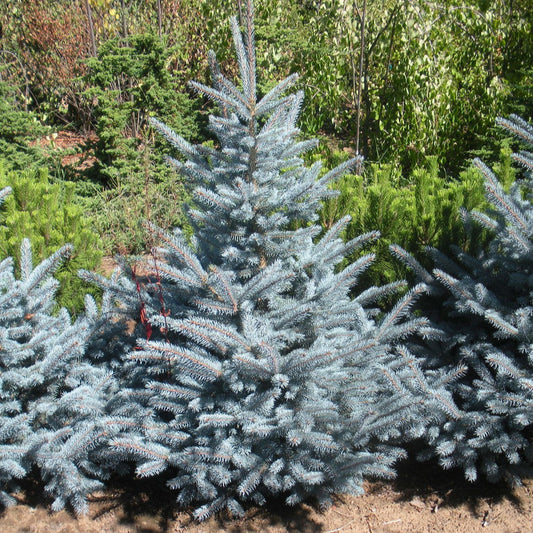 Picea pungens 'Bacheri'