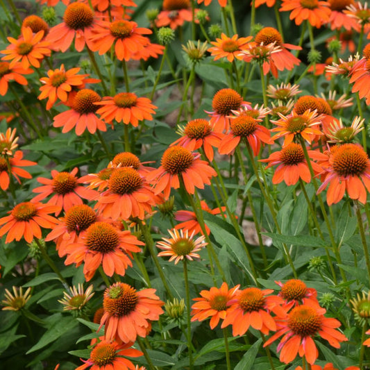 Echinacea 'Adobe Orange Sombrero'
