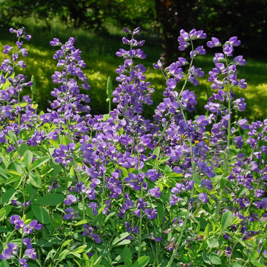 Baptisia australis
