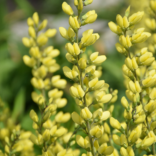 Baptisia 'Americain Goldfinch'