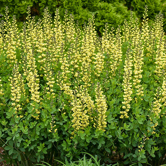 Baptisia Decadence® 'Lemon Meringue'
