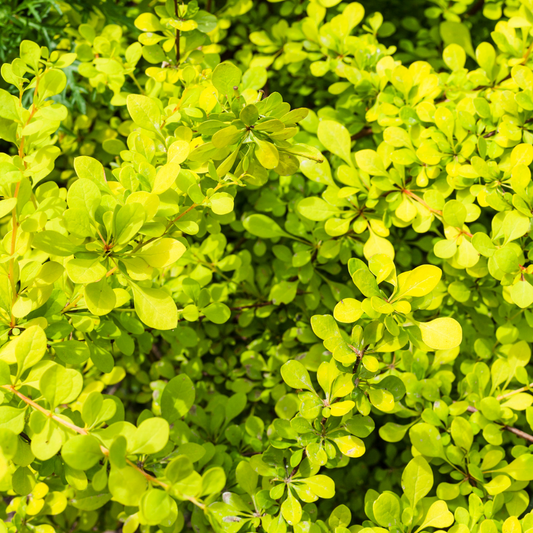 Berberis thunbergii 'Aurea Nana'