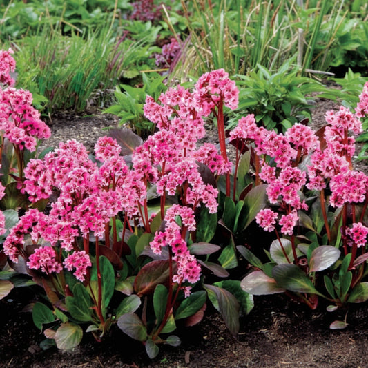 Bergenia cordifolia 'Pink Dragonfly'
