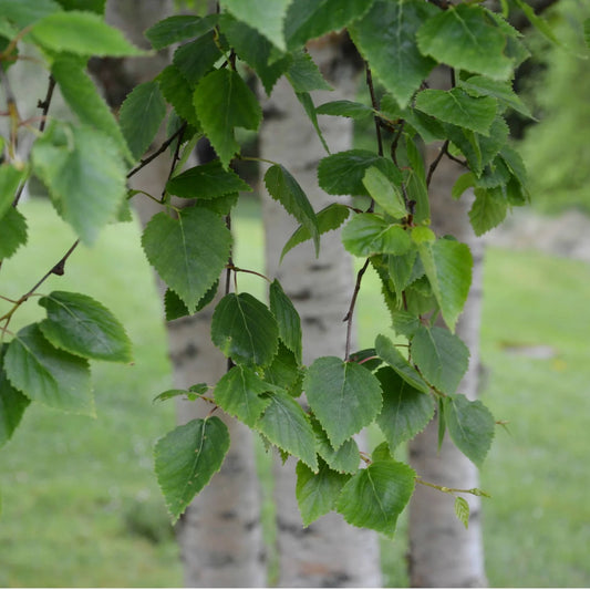 Betula platyphylla 'Dakota Pinnacle'