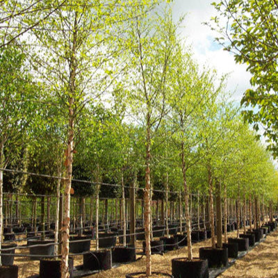 Betula nigra 'Heritage'