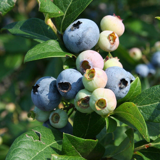 Vaccinium corymbosum 'Elliott' (biologique)