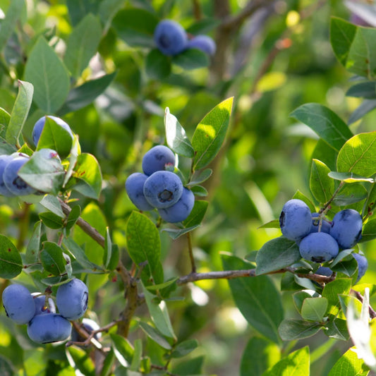 Vaccinium corymbosum 'Chippewa' (biologique)